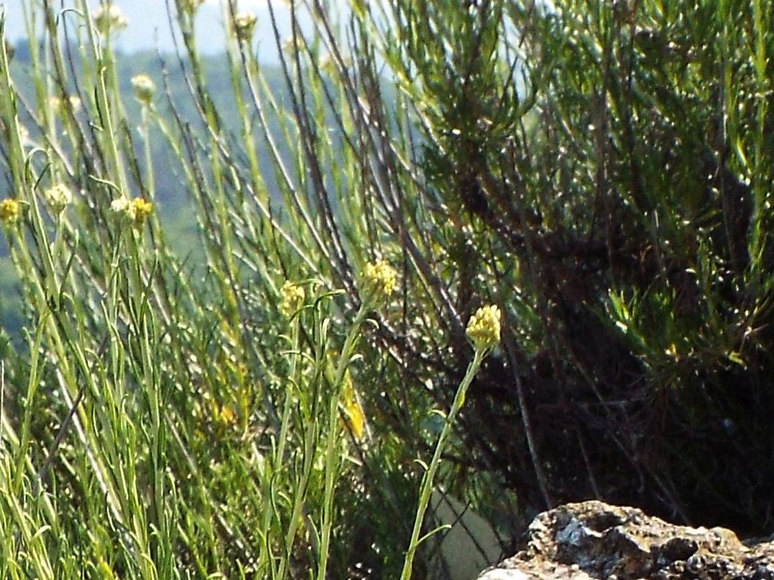 Helichrysum cfr. italicum (Asteraceae)