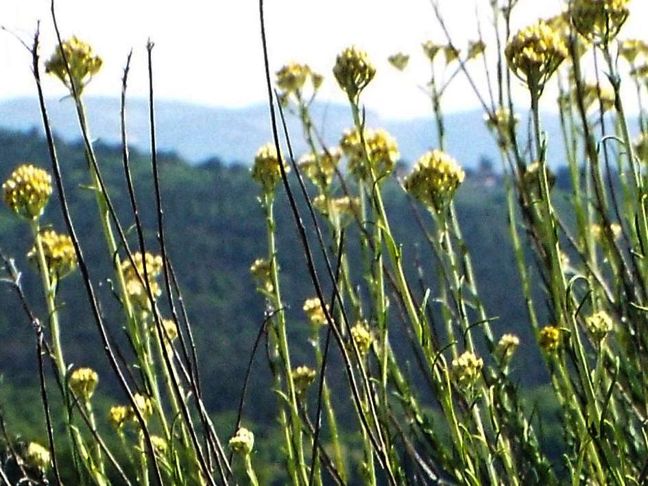 Helichrysum cfr. italicum (Asteraceae)