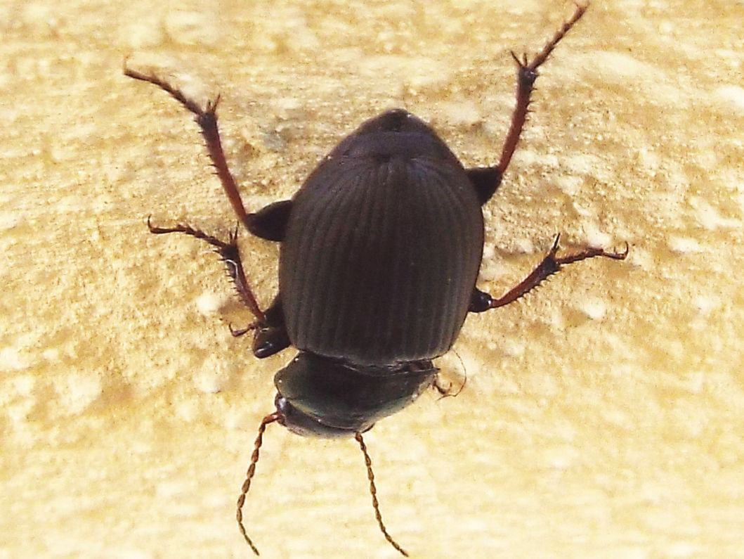 Carabidae: Harpalus sp.