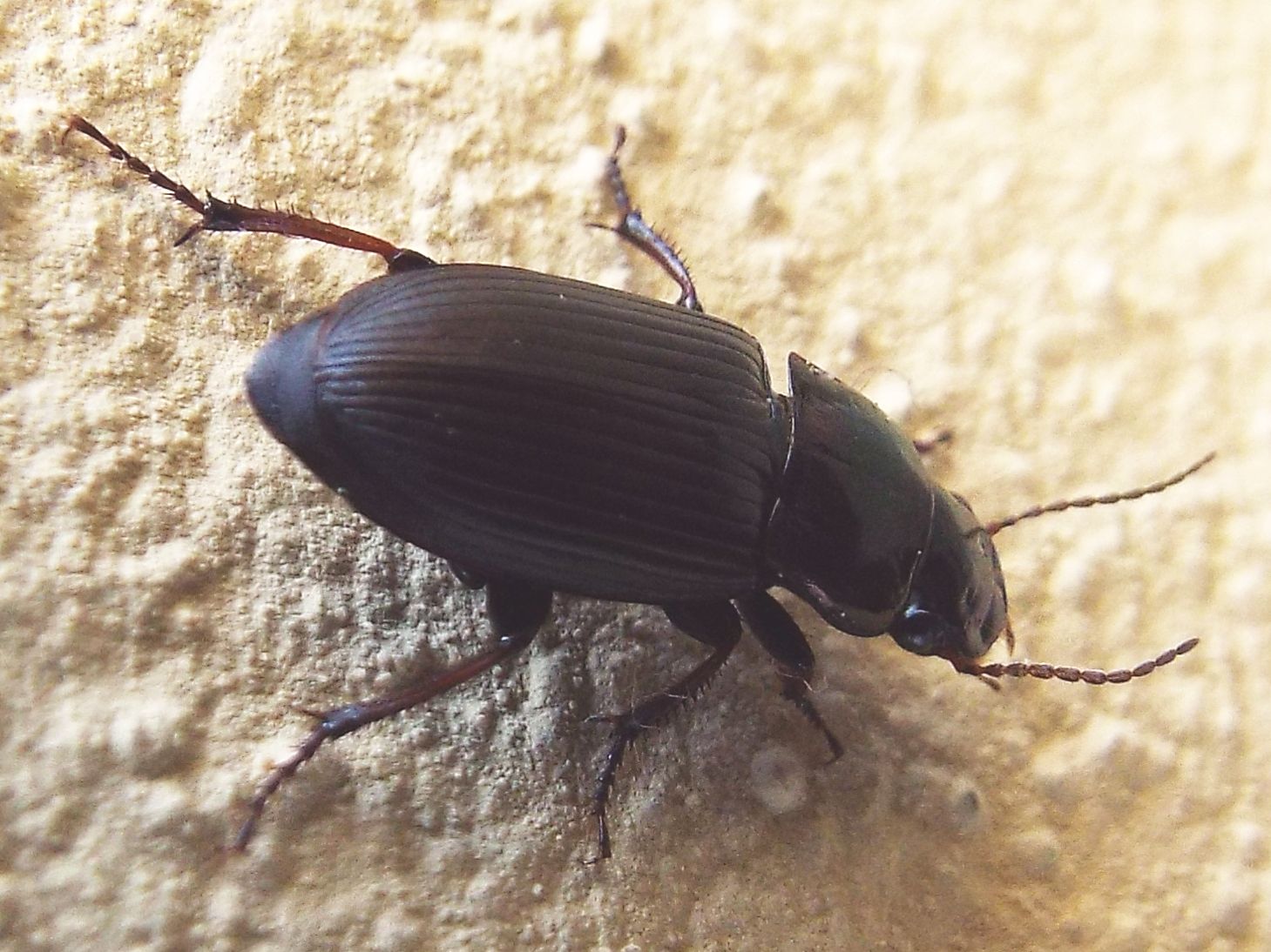 Carabidae: Harpalus sp.