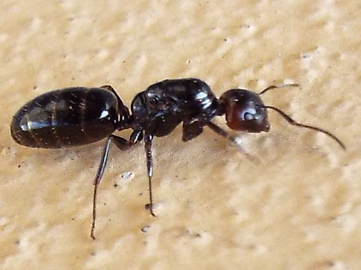 Grossa formica su un muro: regina di Camponotus lateralis