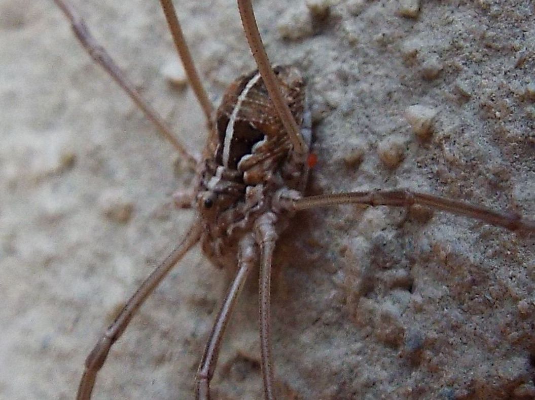 Metaphalangium sp. (Phalangiidae), femmina