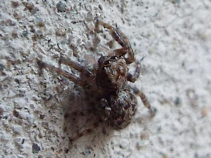 Salticidae: Pseudeuophrys cfr. vafra  -  Ponsano (Volterra - PI)