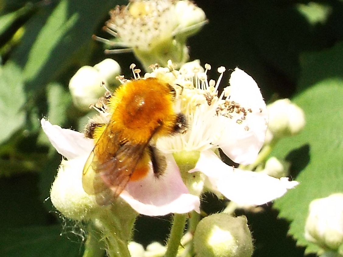 Bombus cfr. pascuorum