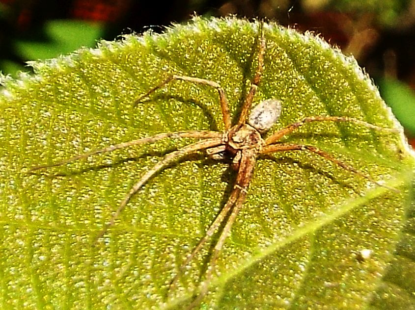 Philodromidae: Philodromus sp, maschio  -  Milano