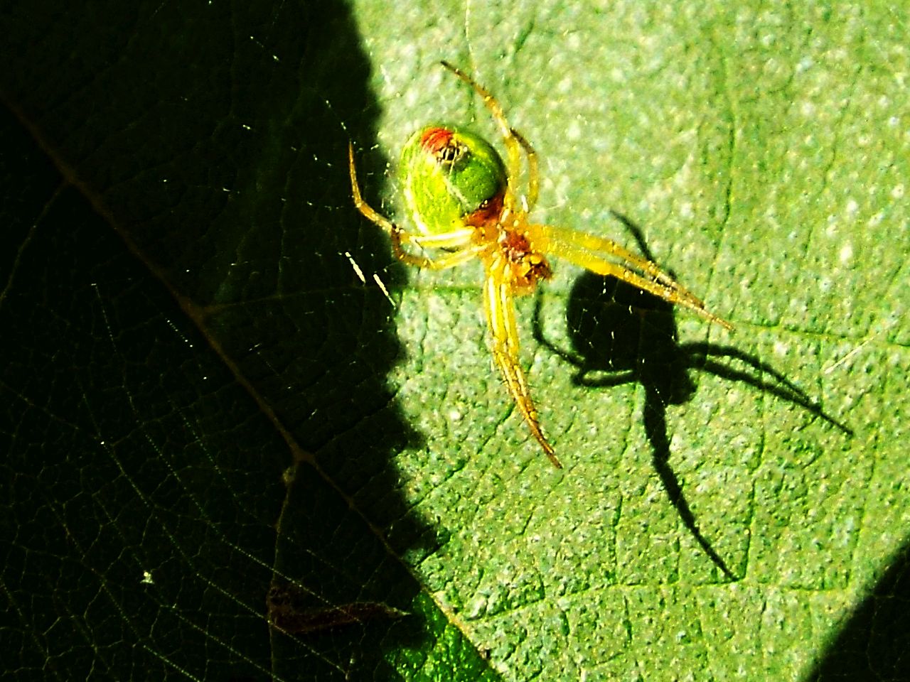 Araniella opisthographa - Milano