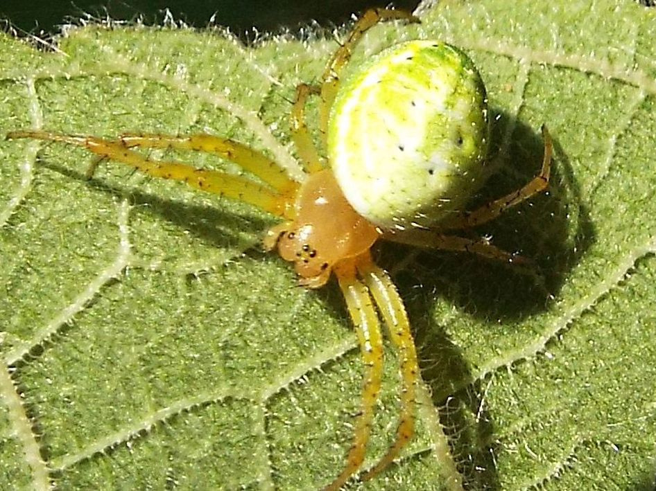 Araniella opisthographa - Milano