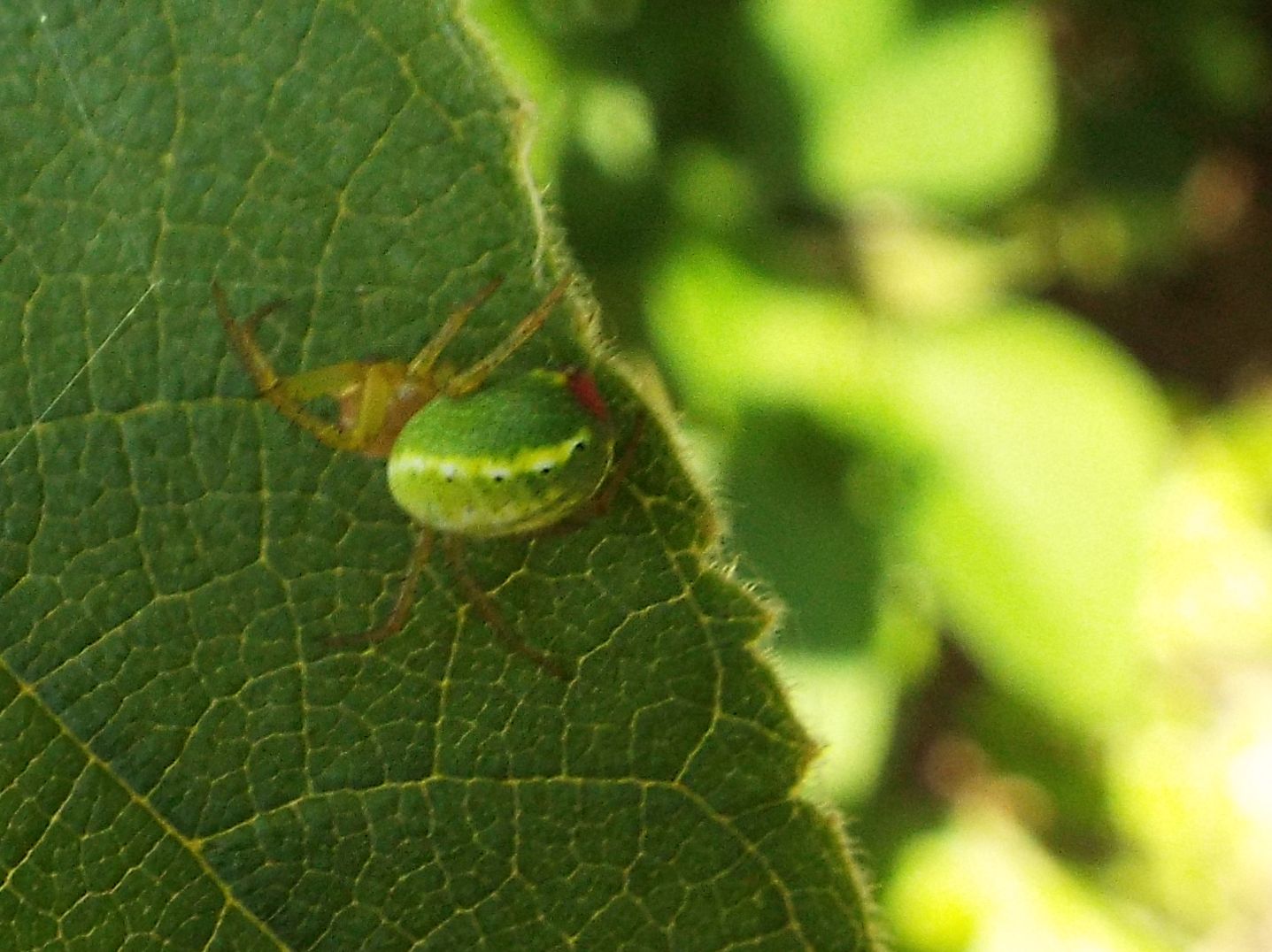 Araniella opisthographa - Milano