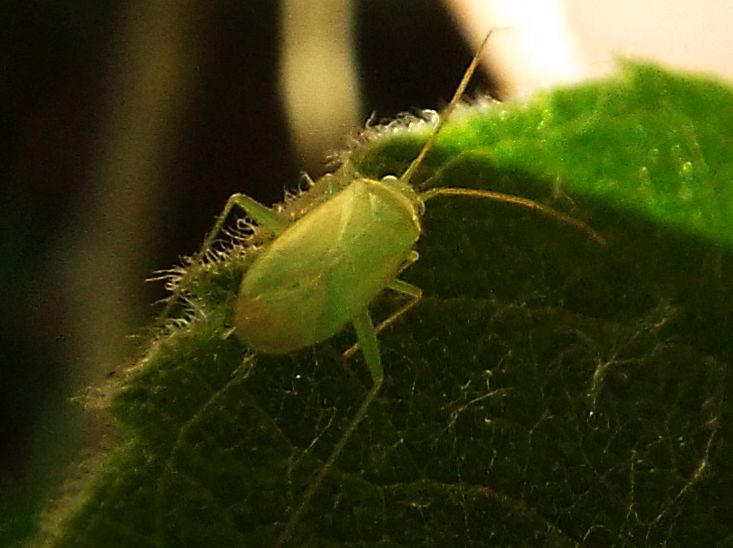 Miridae da identificare:  Orthotylus sp.