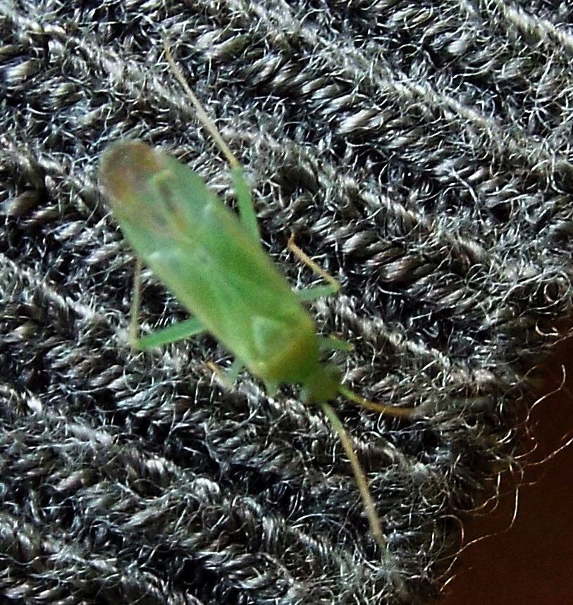 Miridae da identificare:  Orthotylus sp.