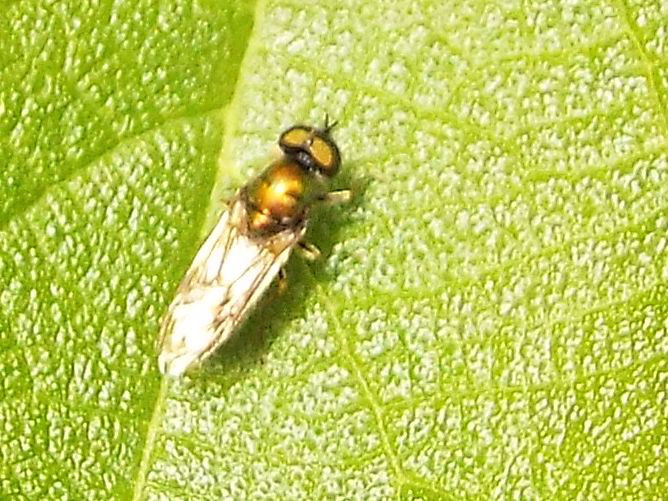 Chloromyia formosa maschio (Stratiomyidae)