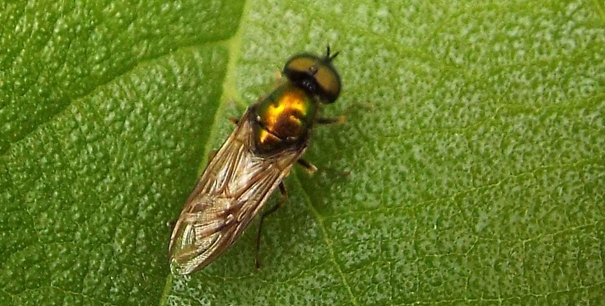 Chloromyia formosa maschio (Stratiomyidae)