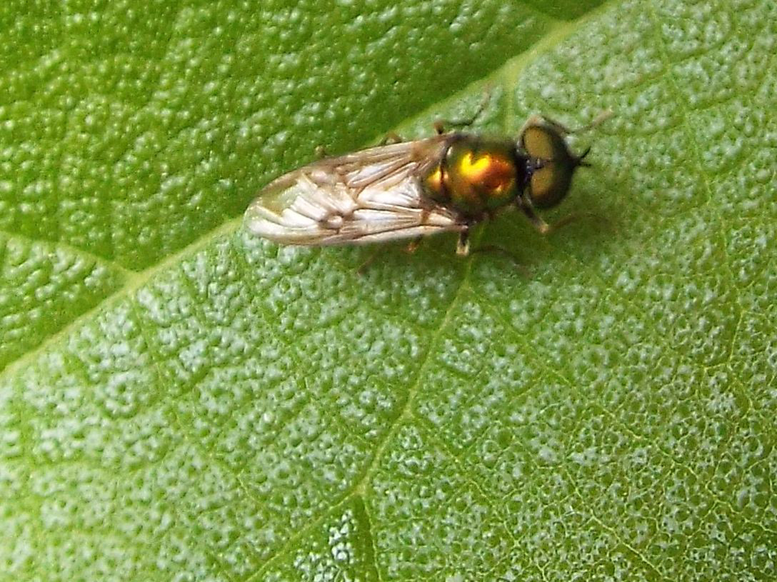 Chloromyia formosa maschio (Stratiomyidae)