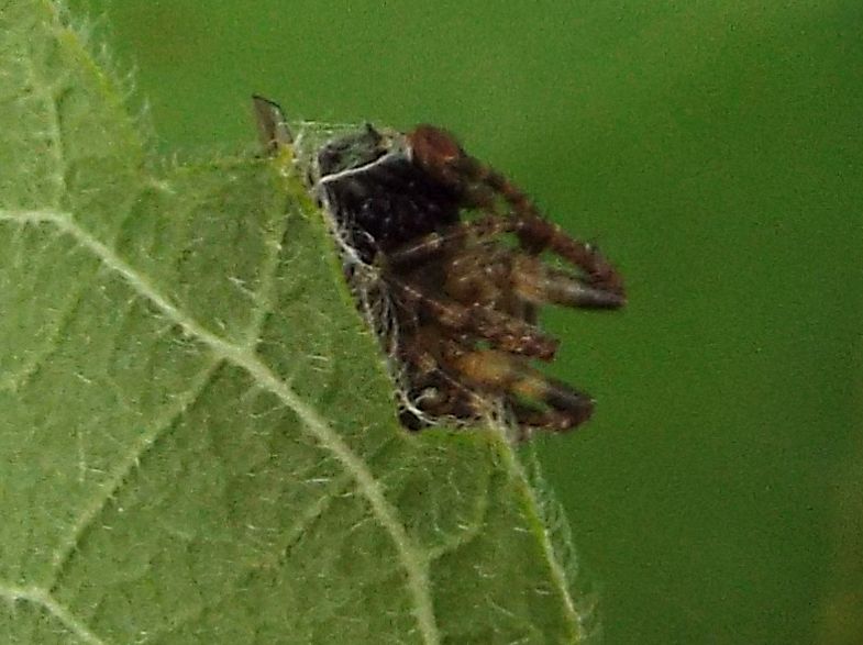 Araneus angulatus (con preda)  -  Milano