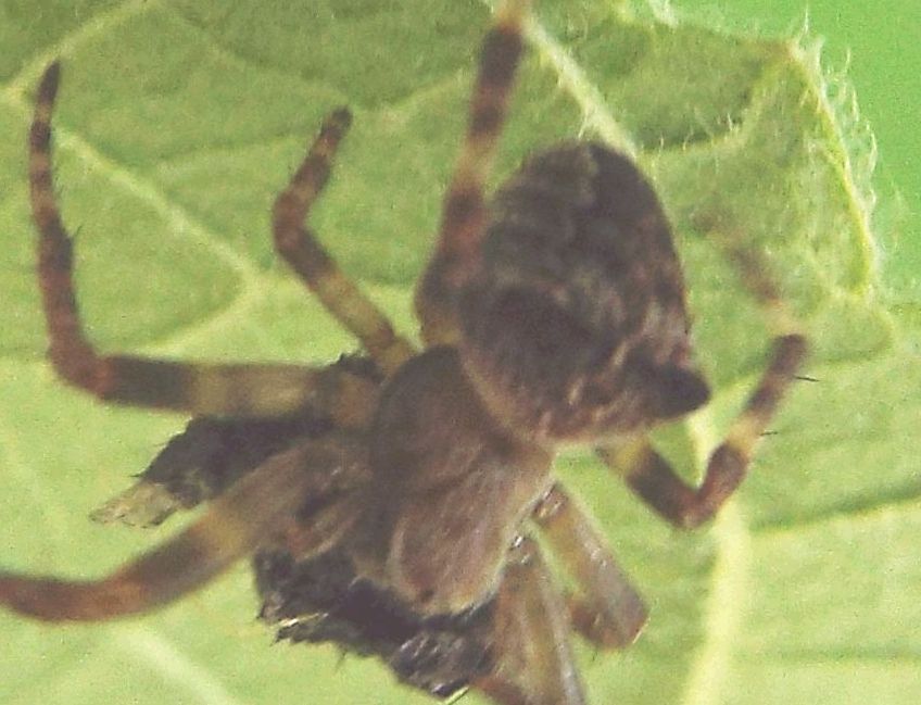 Araneus angulatus (con preda)  -  Milano