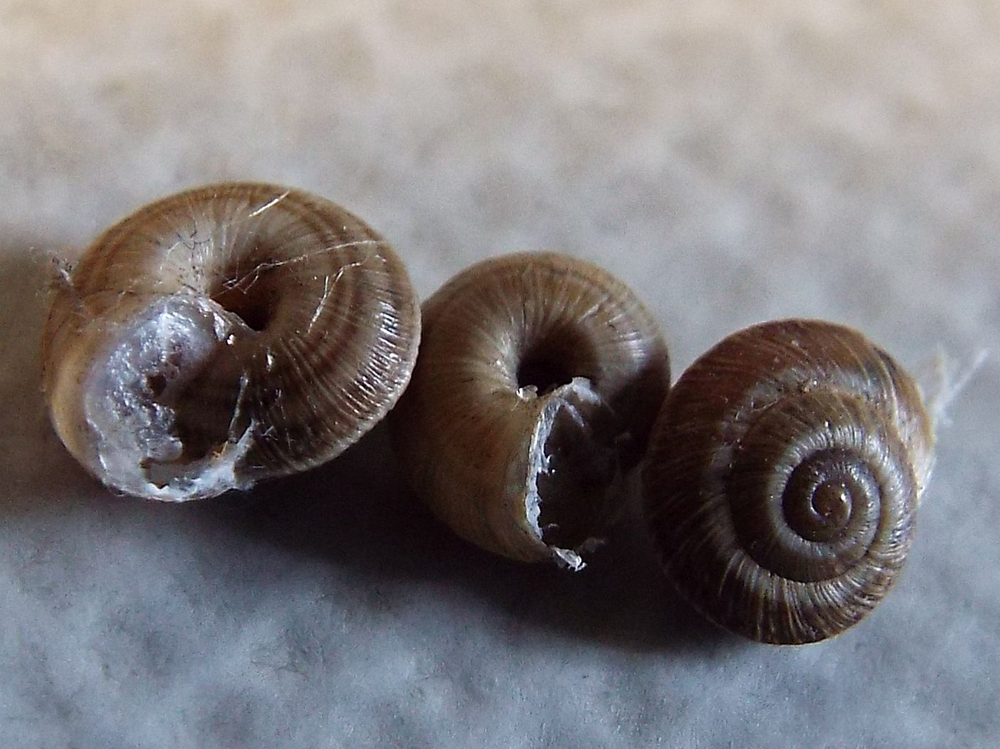 Chiocciola da identificare: Cernuella cisalpina (Hygromiidae)