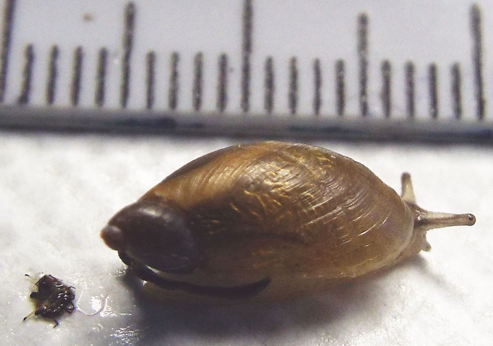 Succineidae:  cfr. Succinea putris