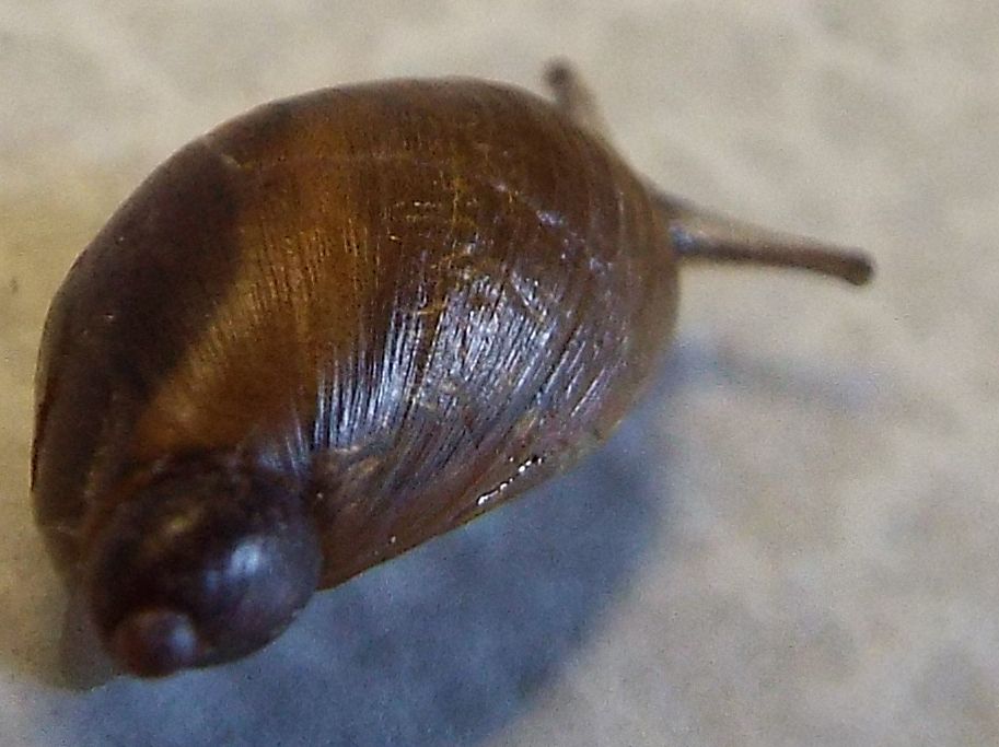 Succineidae:  cfr. Succinea putris