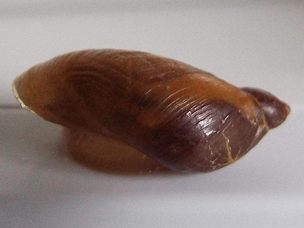 Succineidae:  cfr. Succinea putris