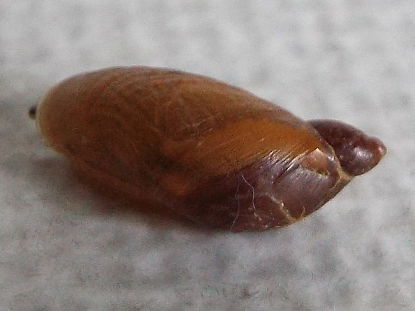 Succineidae:  cfr. Succinea putris