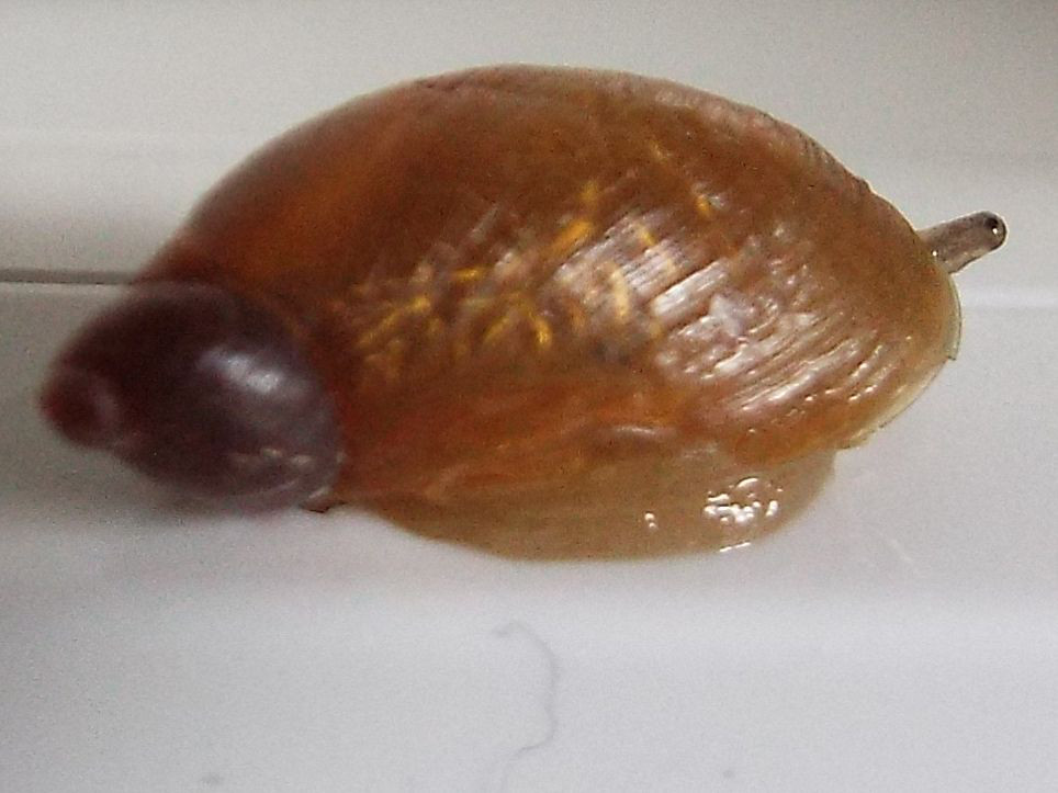 Succineidae:  cfr. Succinea putris