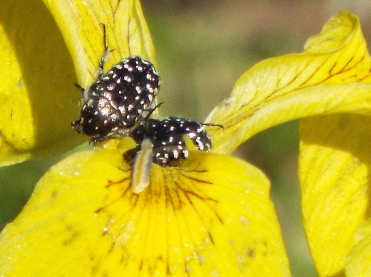 Cetoniidae:  Oxythyrea funesta