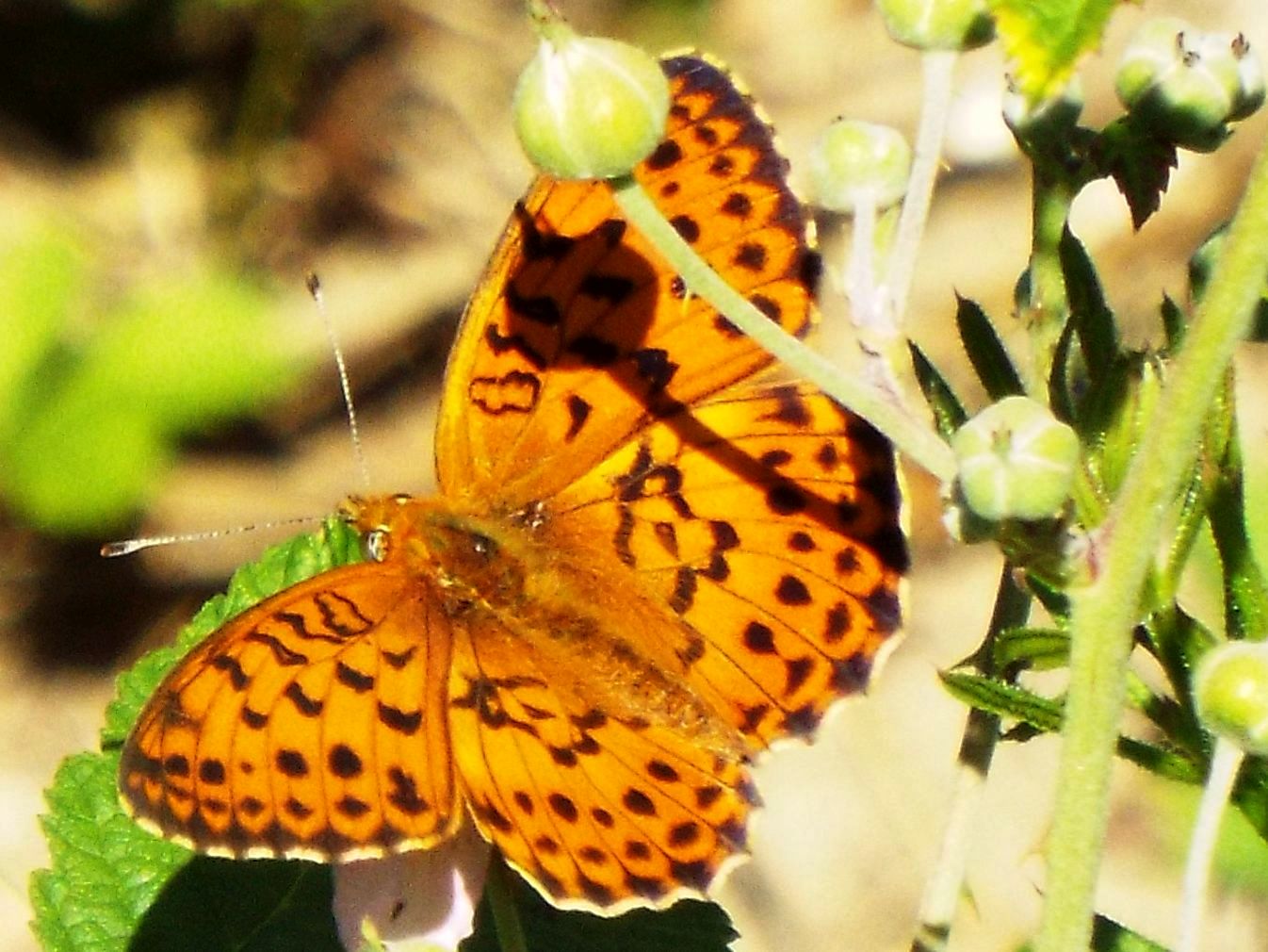 Nymphalidae: Argynnis?    No !,  Brenthis daphne