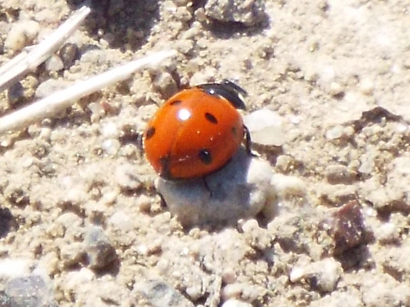 Coccinellidae: Hippodamia variegata ?  No!  Coccinella septempunctata