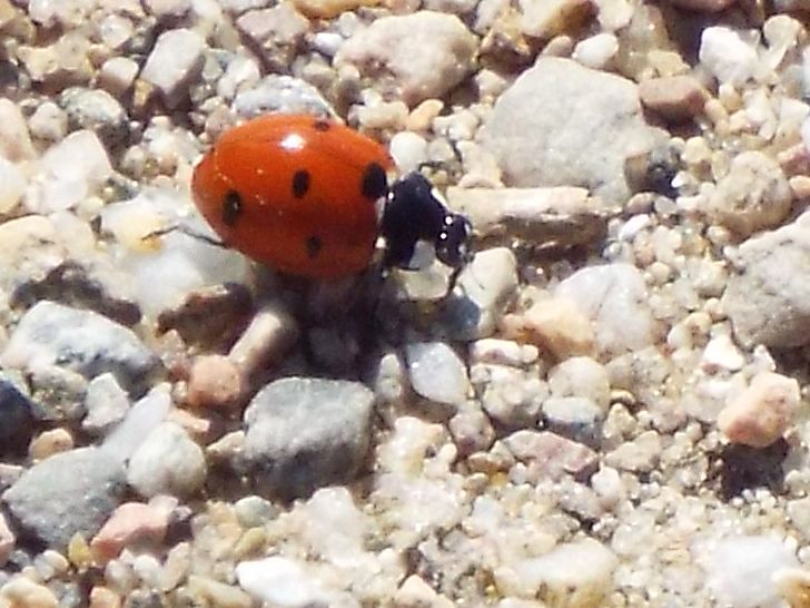 Coccinellidae: Hippodamia variegata ?  No!  Coccinella septempunctata