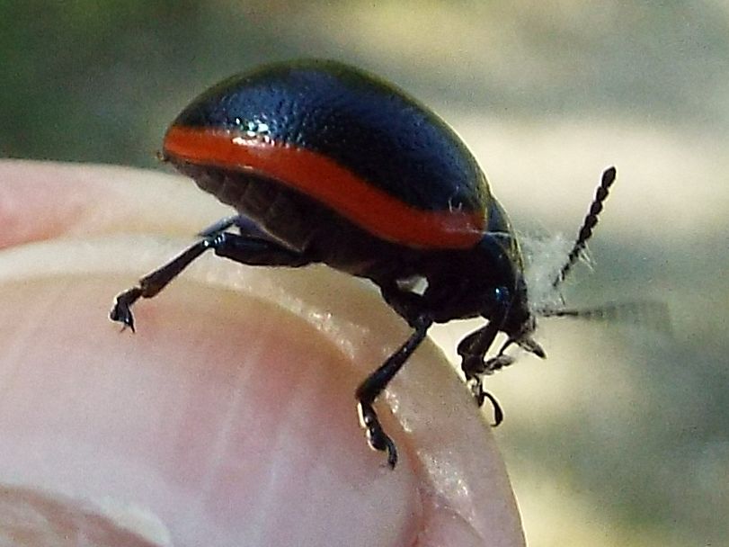 Chrysomelidae:   Chrysolina rossia