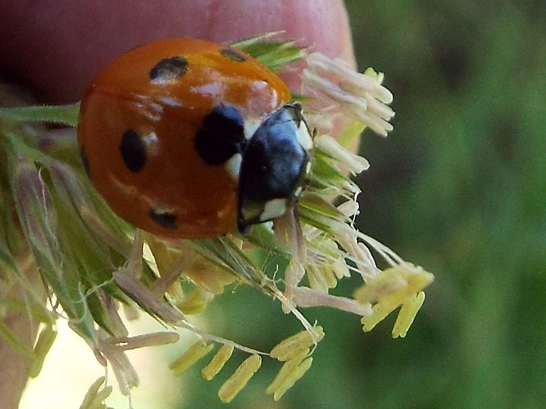 Coccinellidae: Hippodamia variegata ?  No!  Coccinella septempunctata