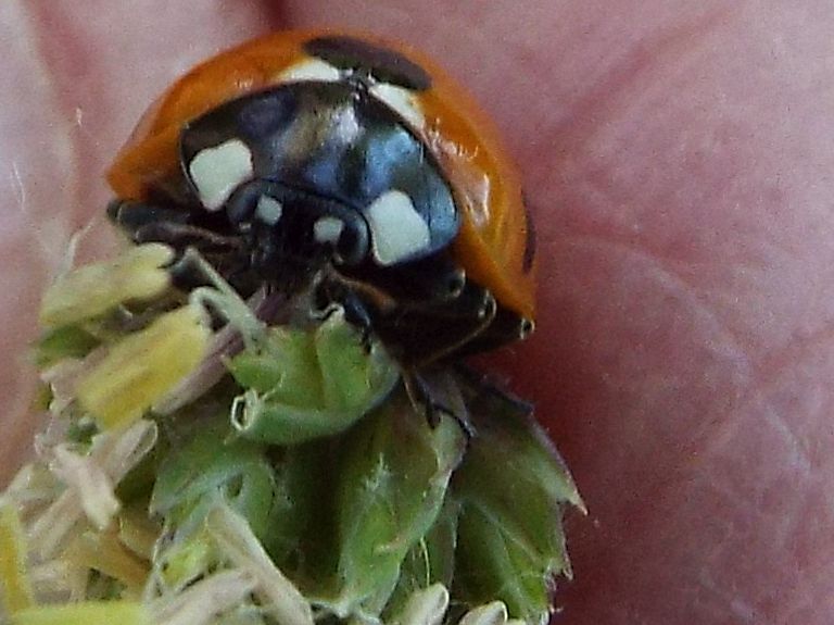 Coccinellidae: Hippodamia variegata ?  No!  Coccinella septempunctata