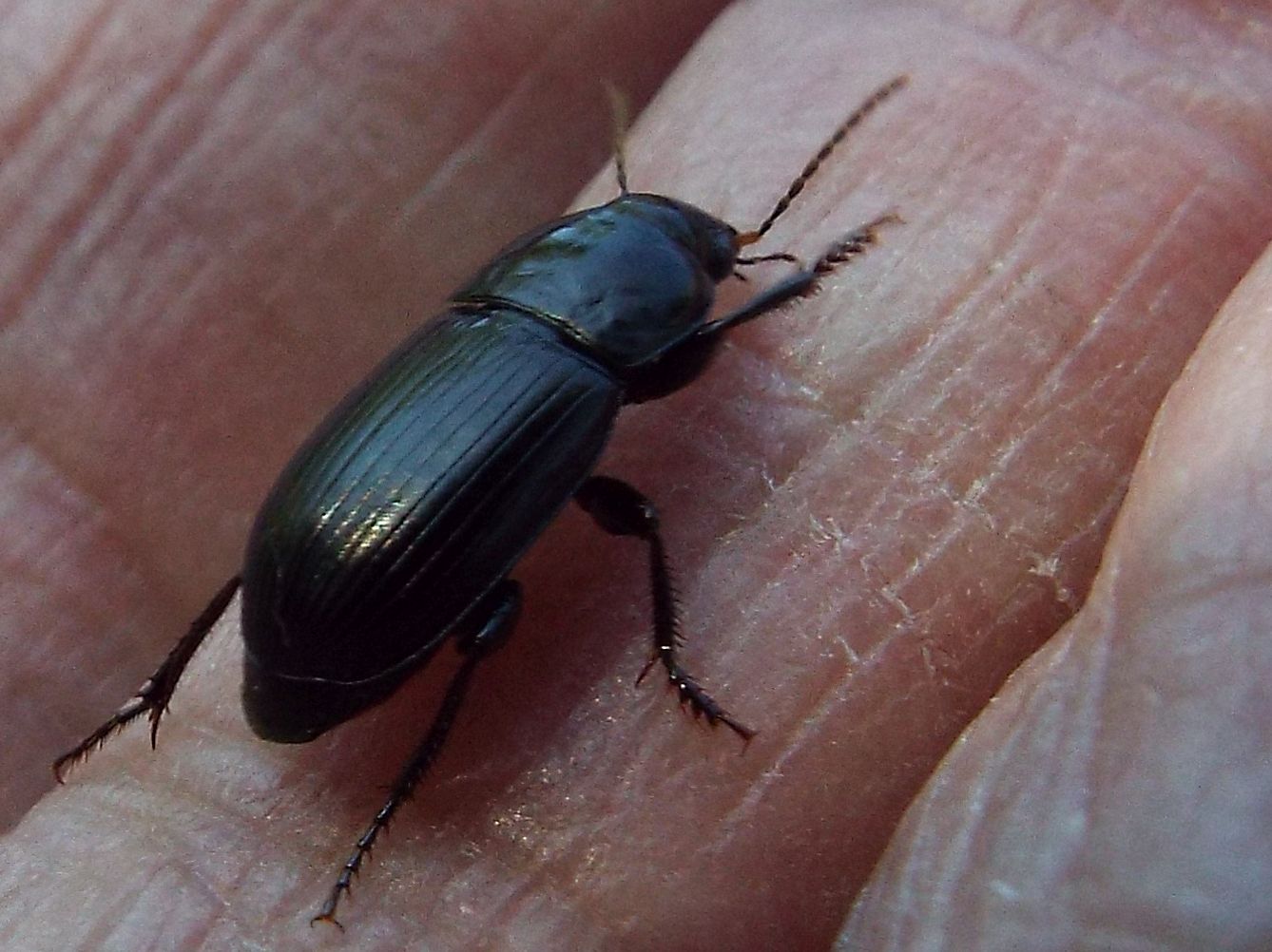 Carabidae: Harpalus serripes