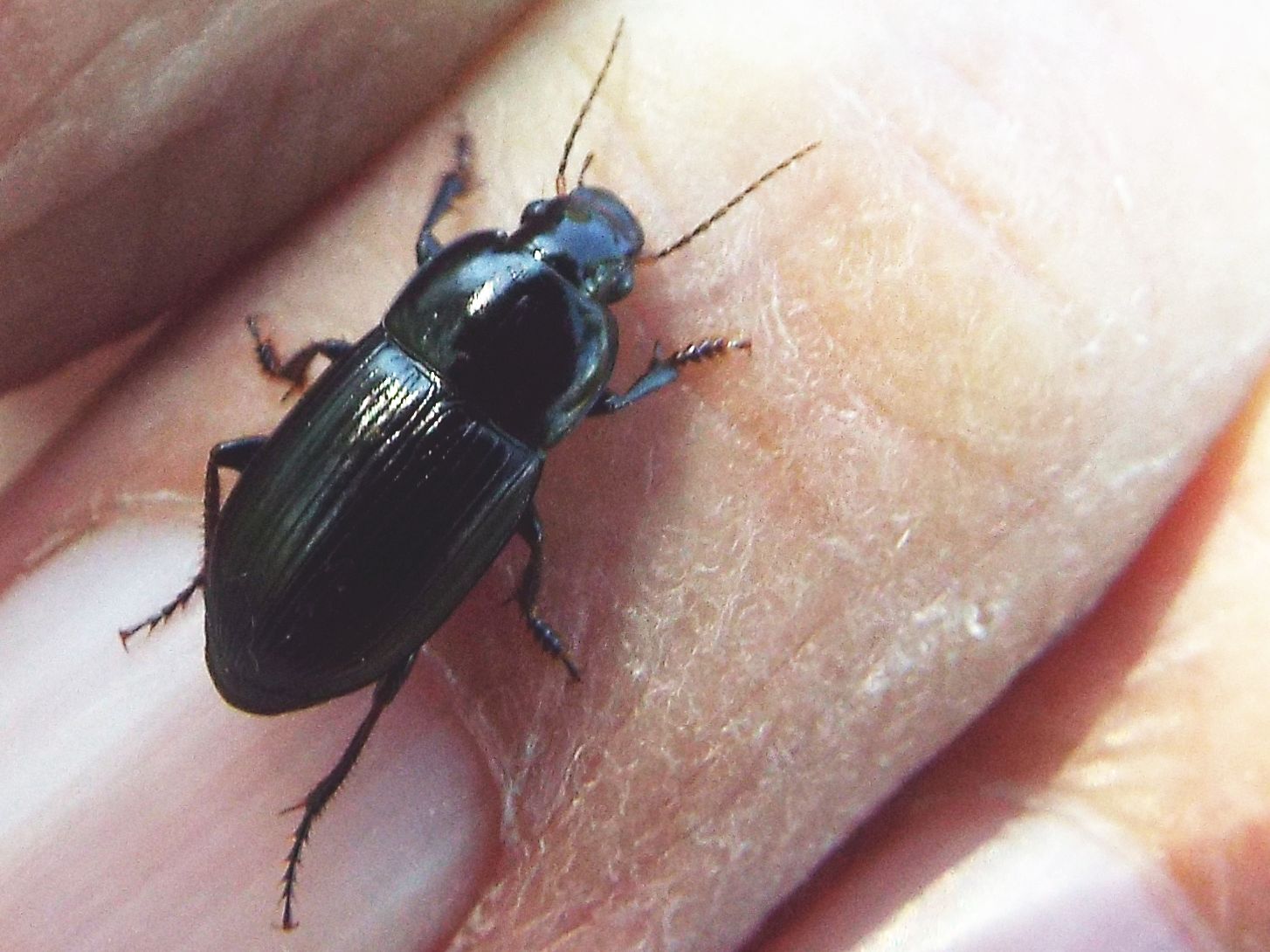 Carabidae: Harpalus serripes