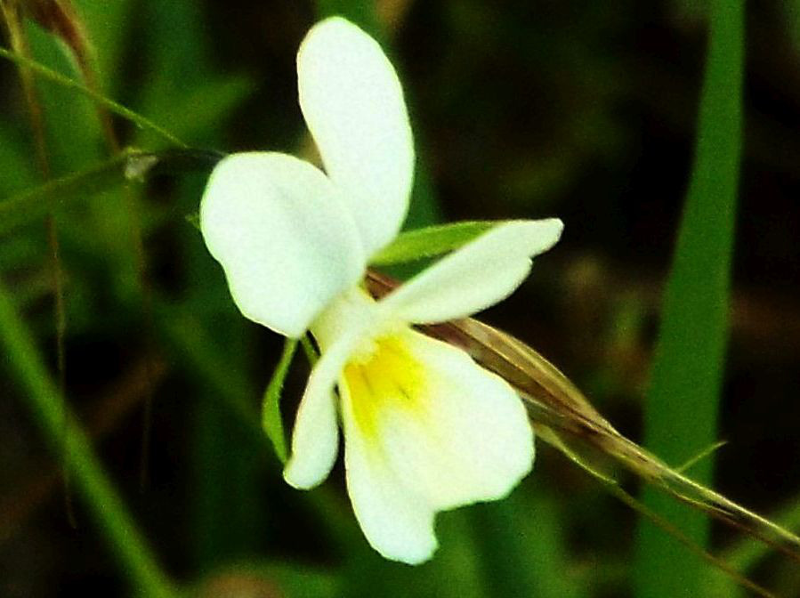 Viola tricolor  (Violaceae)