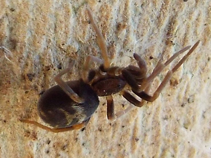 Filistatidae:  Pritha sagittata   - Torre d''Isola (PV)