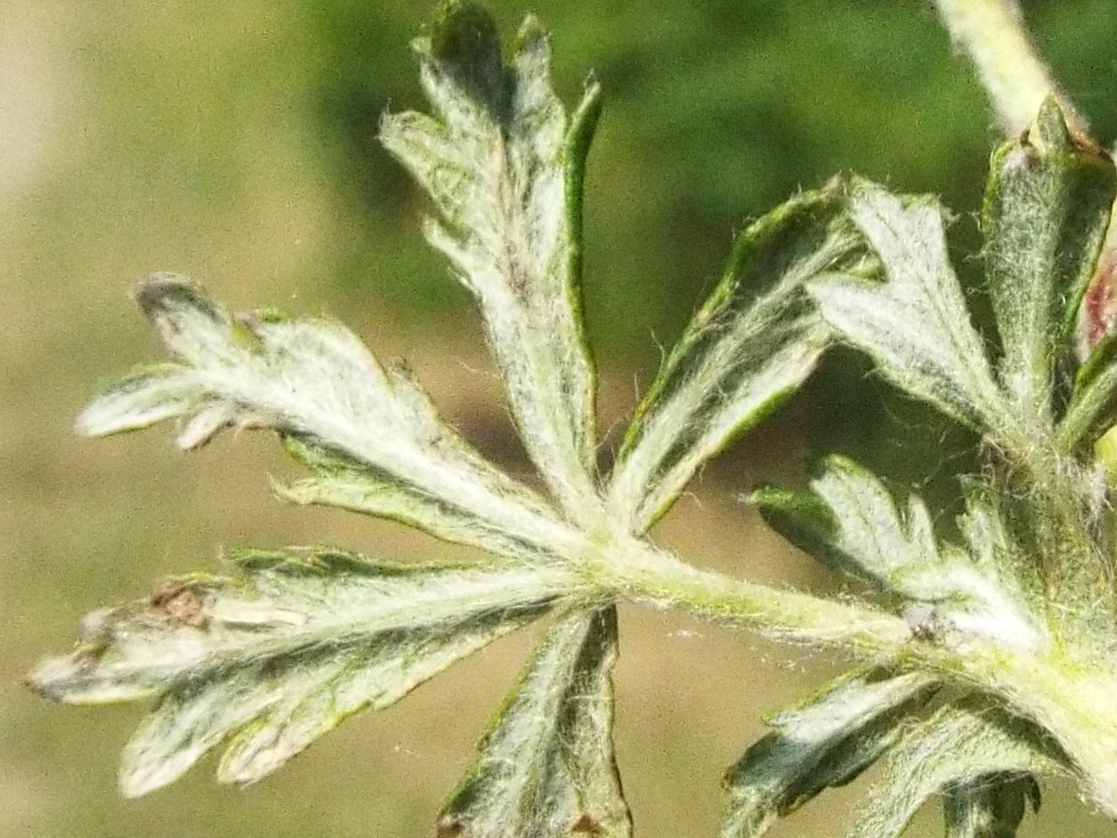 Potentilla argentea  (Rosaceae)