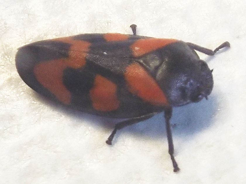 Cicadomorpha Cercopidae:    Cercopis vulnerata