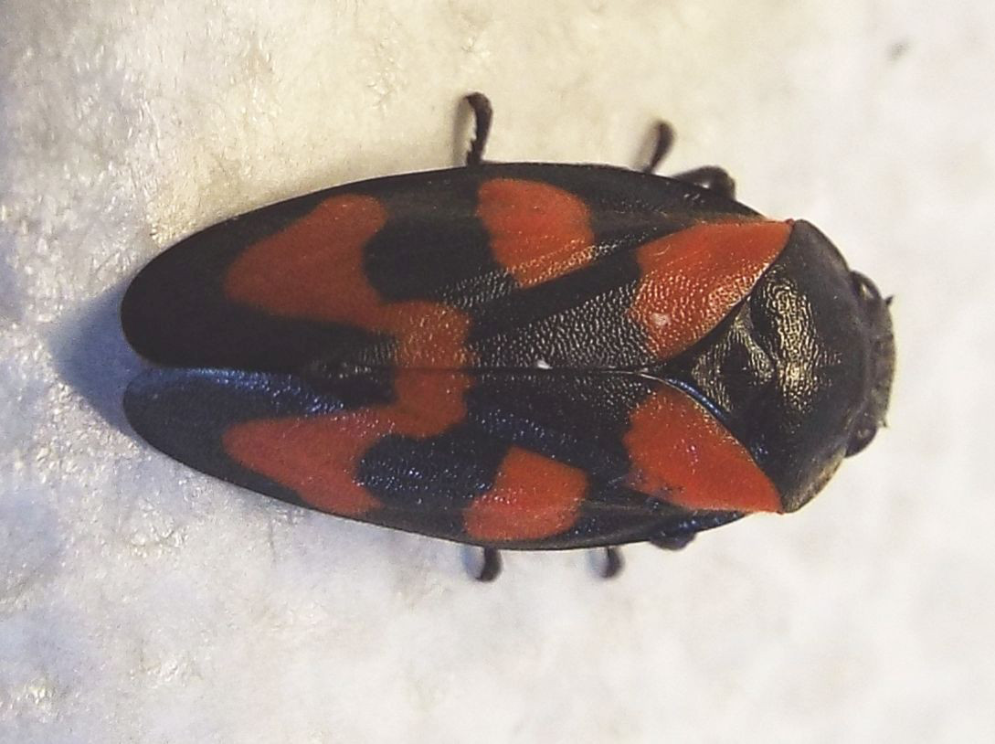 Cicadomorpha Cercopidae:    Cercopis vulnerata