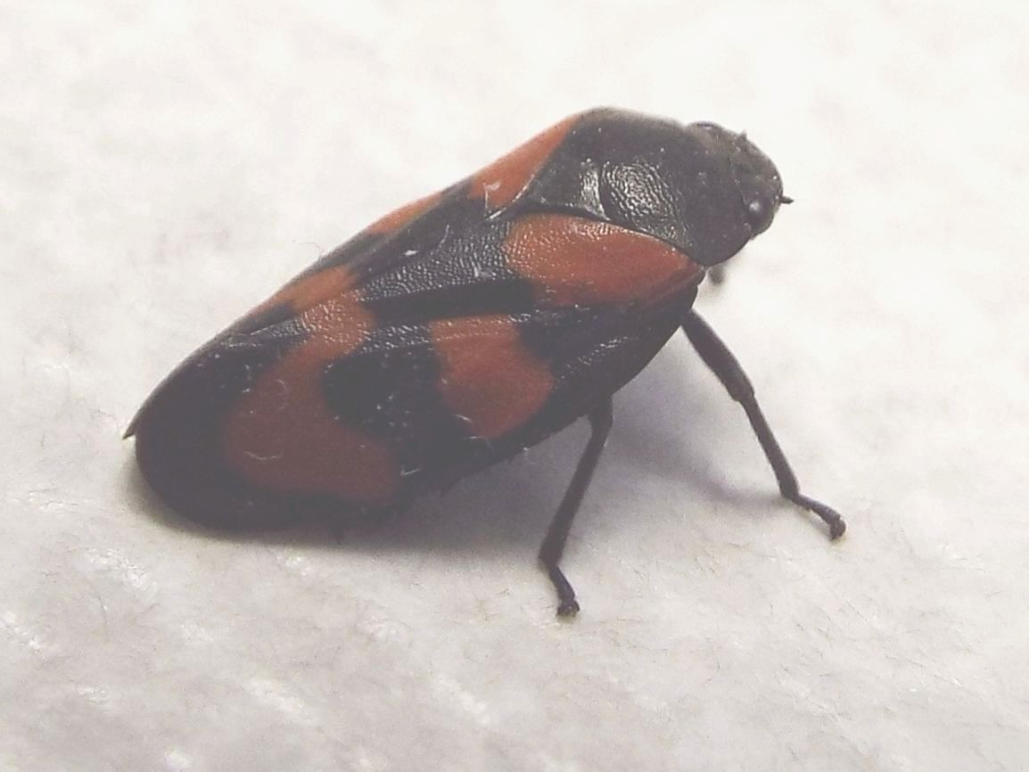 Cicadomorpha Cercopidae:    Cercopis vulnerata