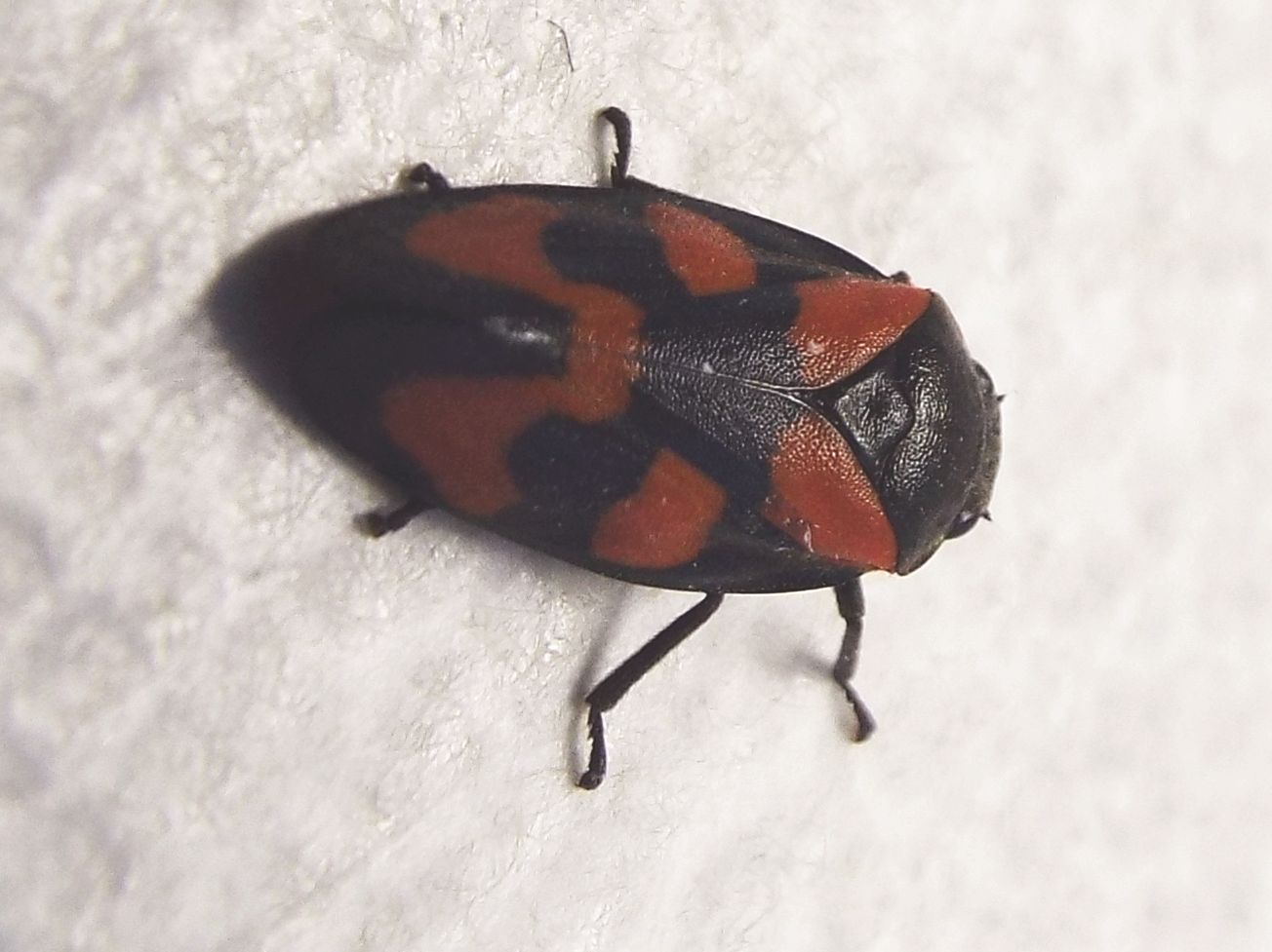 Cicadomorpha Cercopidae:    Cercopis vulnerata