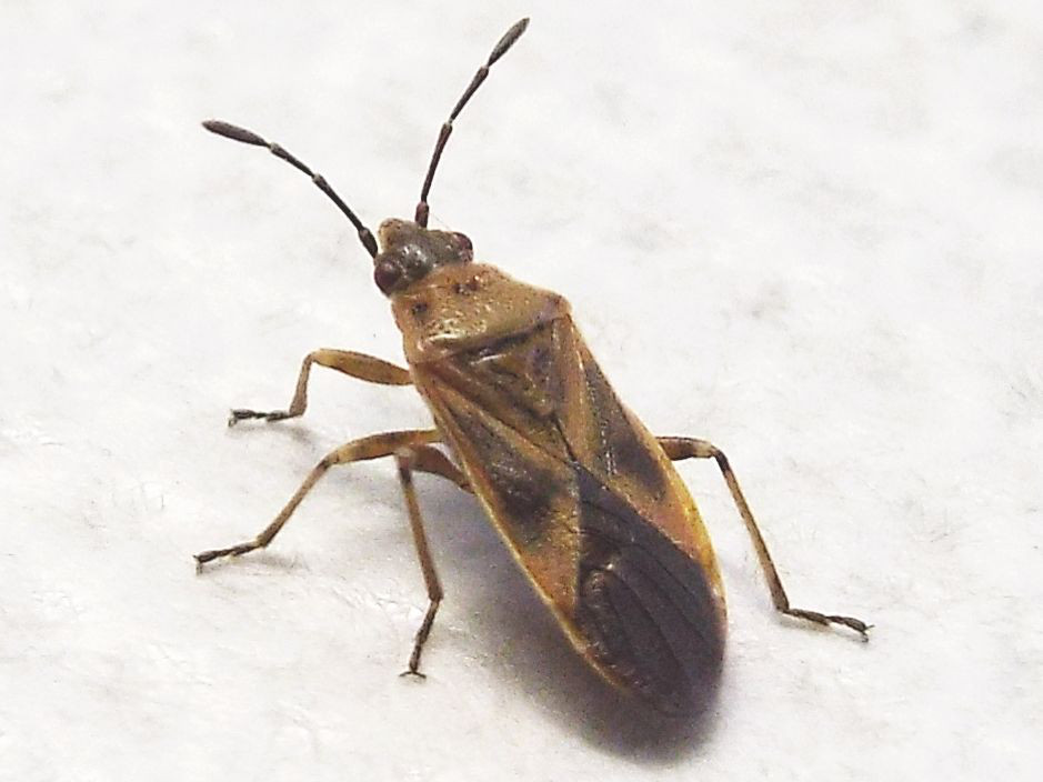 Lygaeidae:  Arocatus longiceps