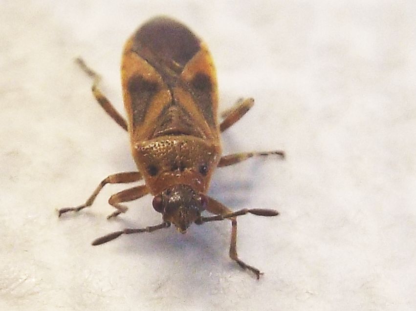 Lygaeidae:  Arocatus longiceps