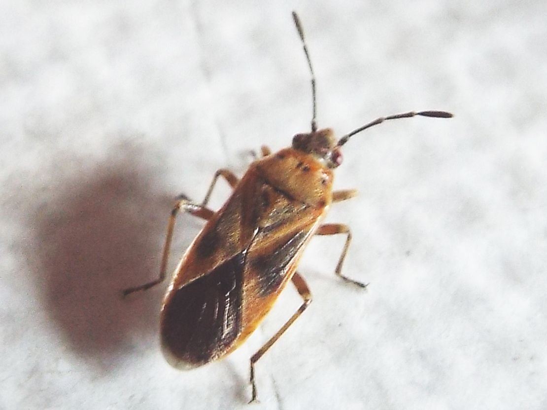 Lygaeidae:  Arocatus longiceps