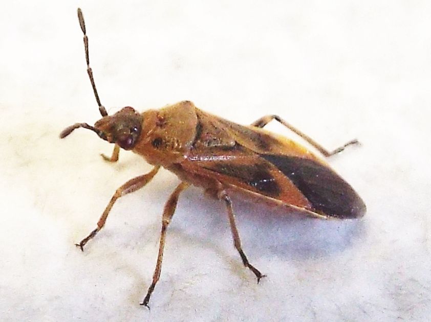 Lygaeidae:  Arocatus longiceps