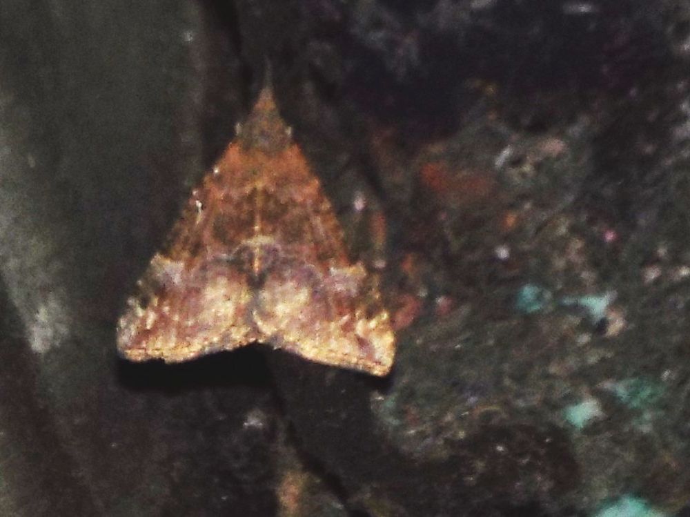 Da identificare:  Hypena obsitalis (Erebidae)