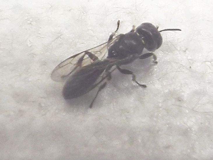 Crossocerus sp., Crabronidae