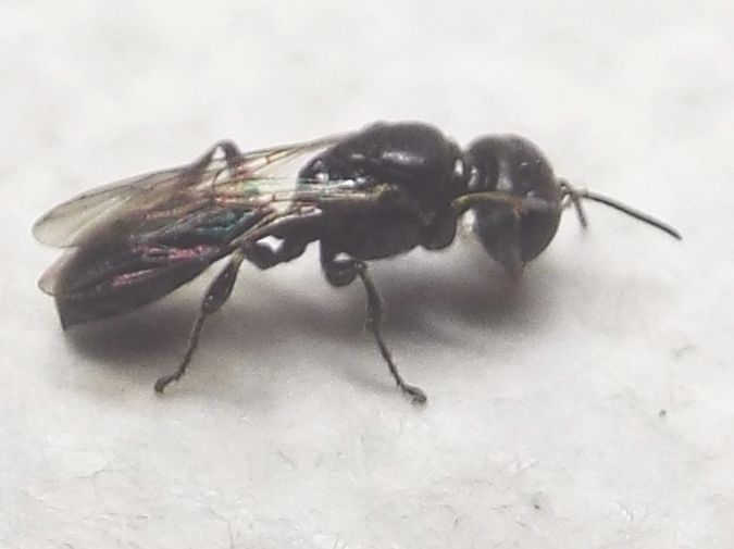 Crossocerus sp., Crabronidae