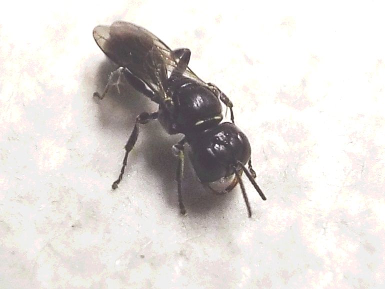 Crossocerus sp., Crabronidae