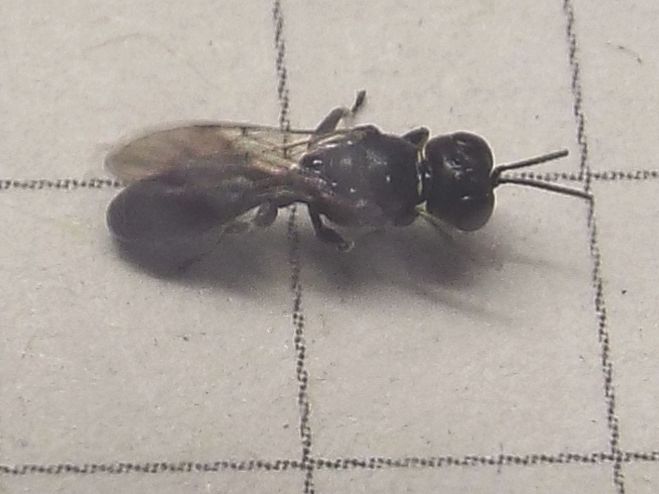 Crossocerus sp., Crabronidae